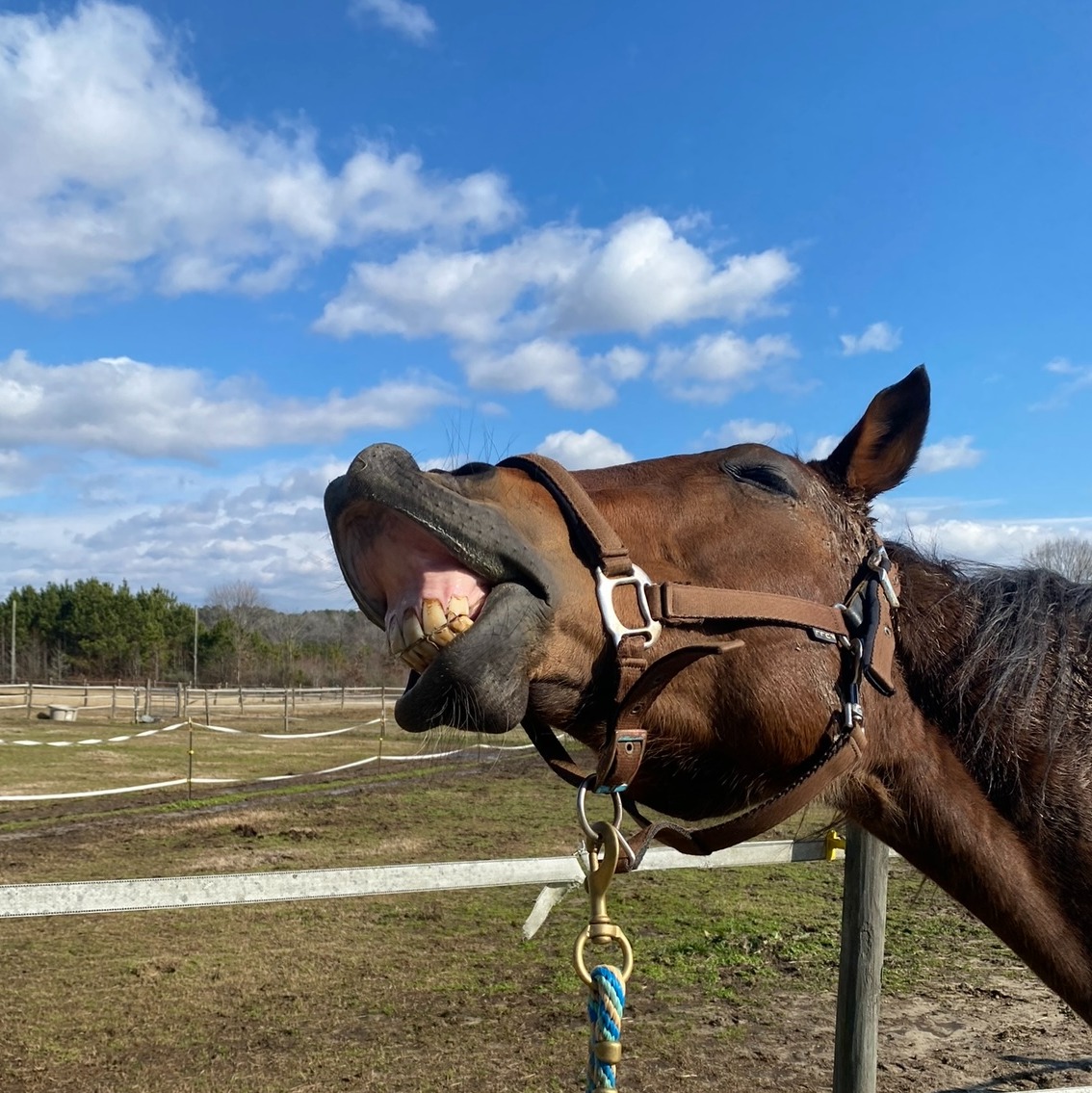 BT silly girl-1