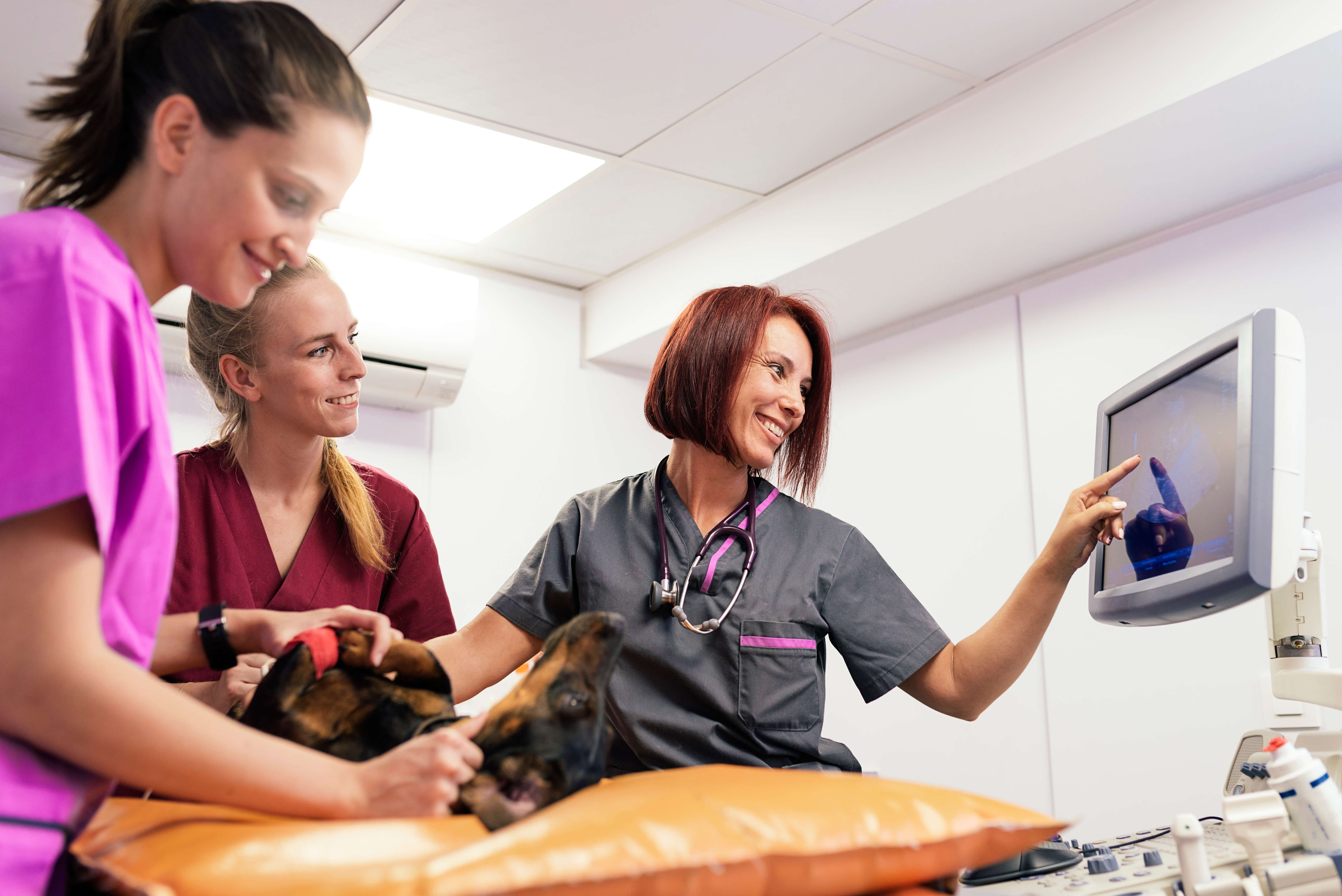 veterinary-team-doctors-working-2021-08-27-23-46-33-utc-2 (1)